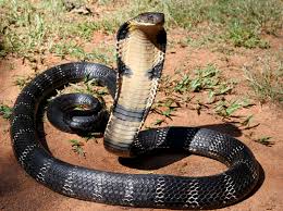 Case registered against those who were illegally capturing and running a snake business